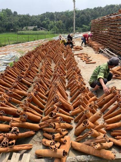 Cassia Cinnamon Stick–Sweet Spice Used in Baking and Cooking – Grocery Supplier