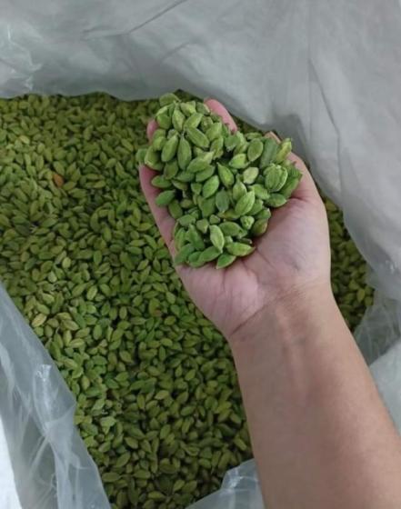 First Quality Green Cardamom 7.5mm Whole Herb Spice Fresh Dri