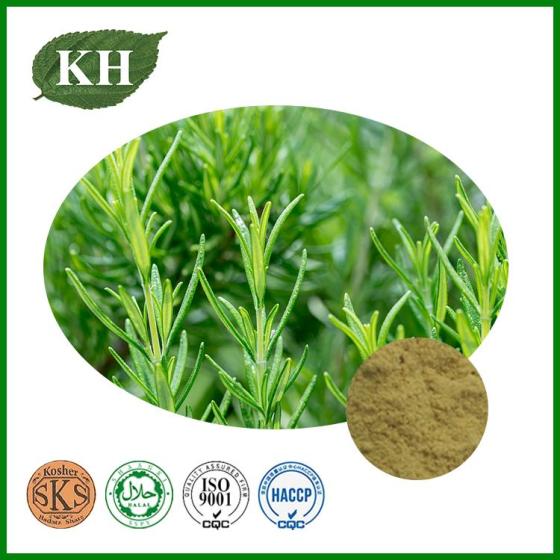 Rosemary Extract–Concentrated Herbal Extract for Cooking and Health – Supplement Supplier